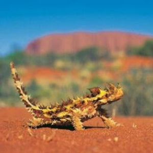 Meet your Posher, Hendrik